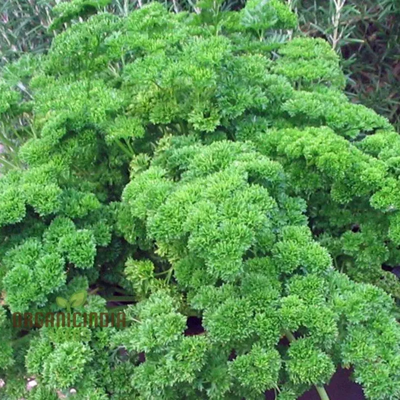 Moss Curled Parsley Vegetable Seeds, Heirloom Vegetable Seeds for Culinary Delights and Beautiful Gardens"