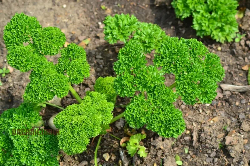 Moss Curled Parsley Vegetable Seeds, Heirloom Vegetable Seeds for Culinary Delights and Beautiful Gardens"