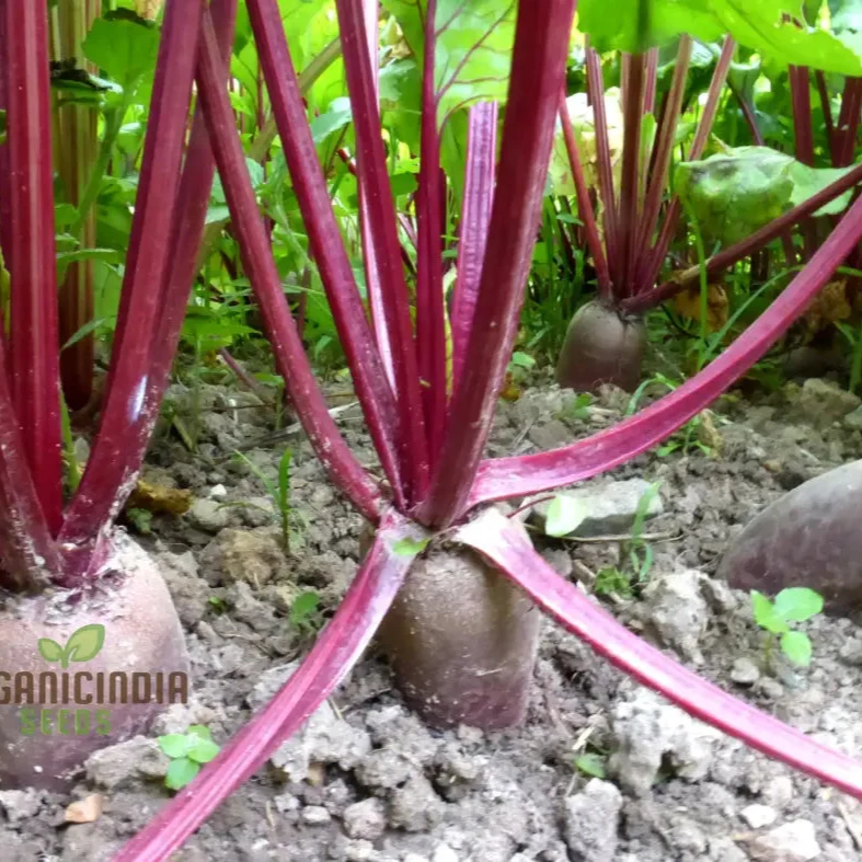 Beetroot Cylindra Seeds for Planting - High-Yield Garden Varietal for Robust Crops
