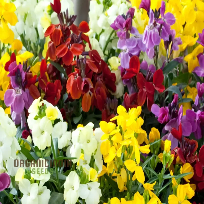 Wallflower Sugar Rush Mix Flower Seeds for Planting