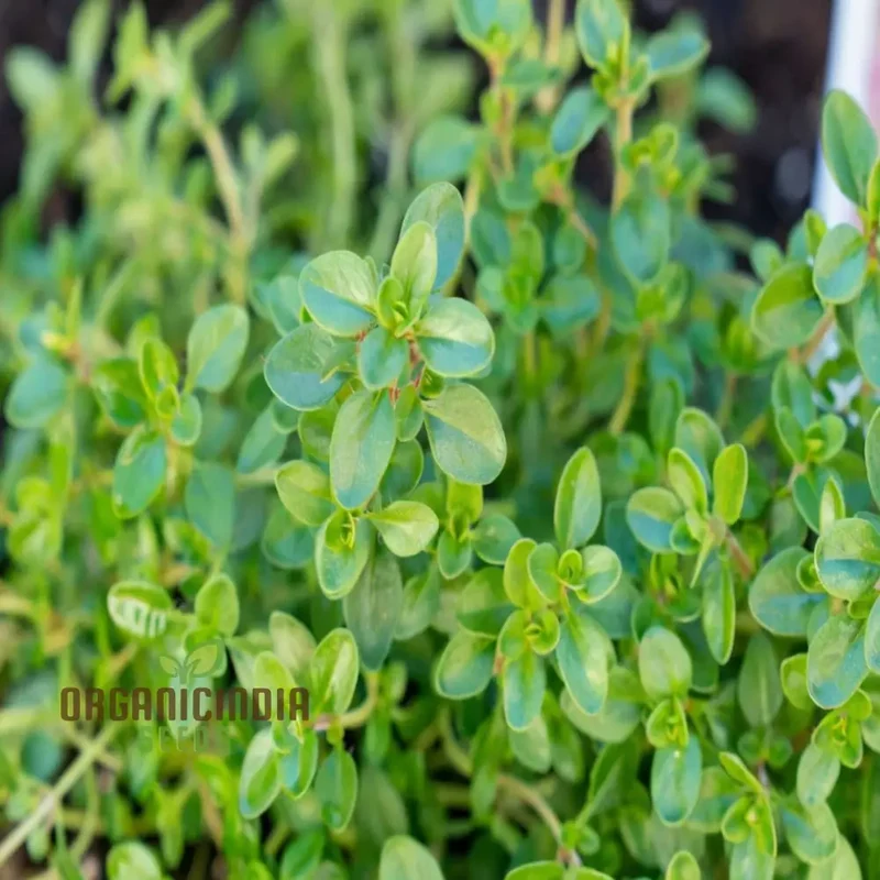 Thyme Seeds – Aromatic Culinary Herb for Versatile Kitchen & Garden Growing