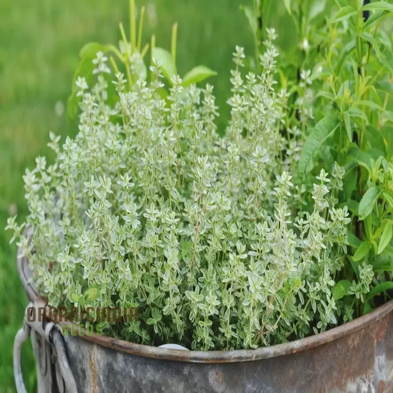 Thyme Seeds – Aromatic Culinary Herb for Versatile Kitchen & Garden Growing