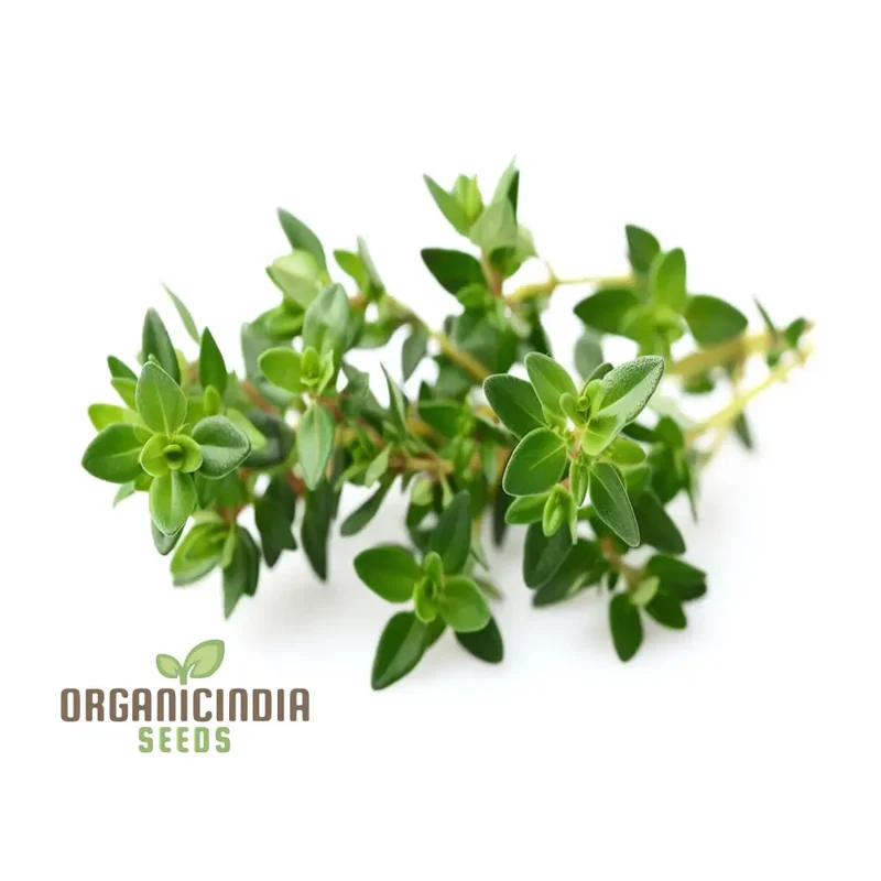 Thyme Seeds – Aromatic Culinary Herb for Versatile Kitchen & Garden Growing