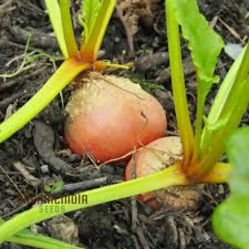 Burpee's Golden Beetroot Seeds: Premium Organic Heirloom Varietal for Vibrant Gardens and Bountiful Harvests