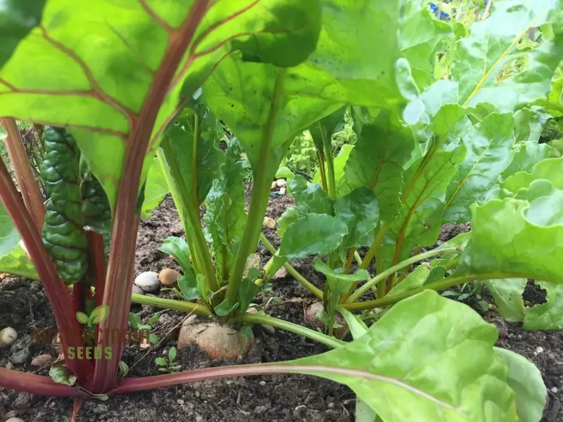Burpee's Golden Beetroot Seeds: Premium Organic Heirloom Varietal for Vibrant Gardens and Bountiful Harvests