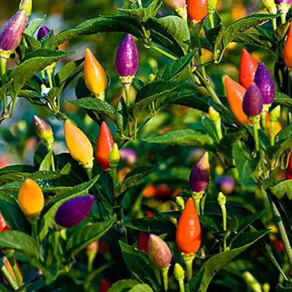Ornamental Chili Choice Mixed Seeds - Add Colorful and Spicy Flair to Your Garden