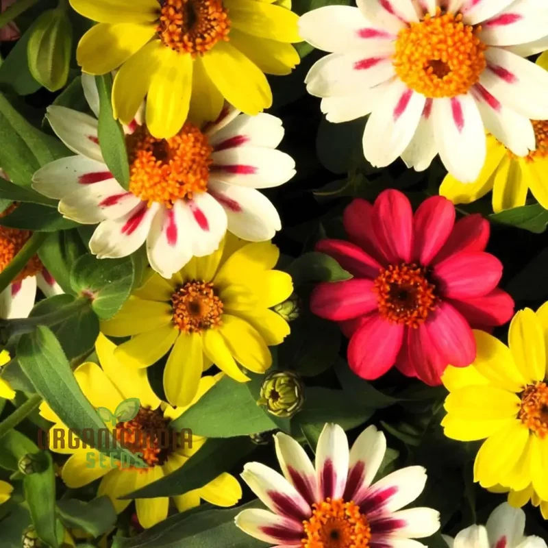 Zinnia Seeds – Raspberry Lemonade Variety for Colorful Garden Blooms