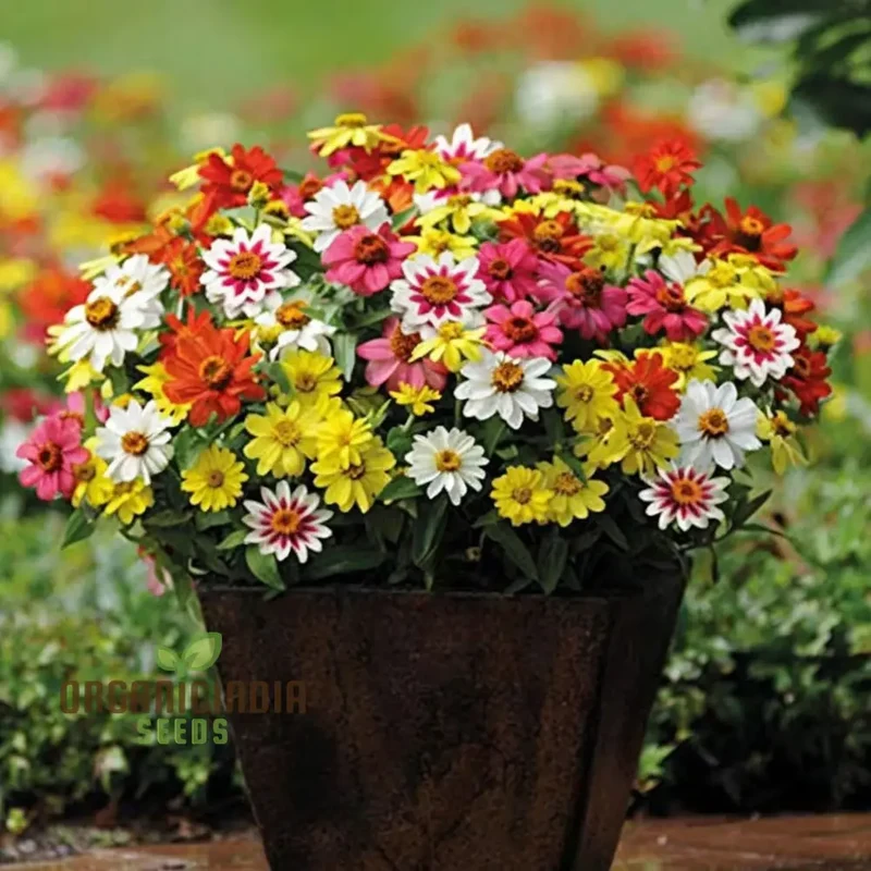 Zinnia Seeds – Raspberry Lemonade Variety for Colorful Garden Blooms