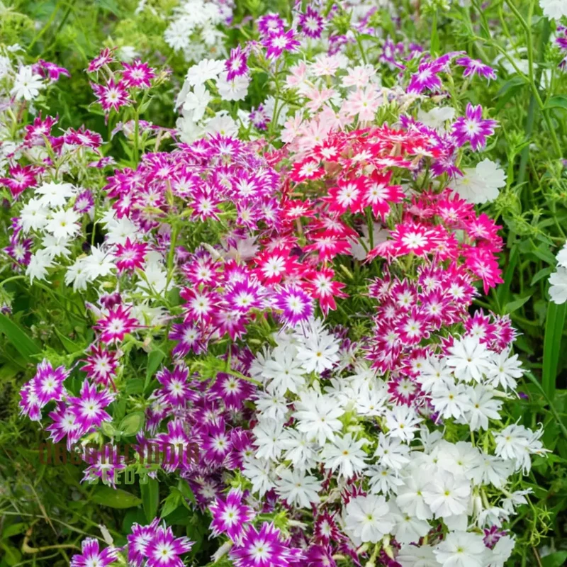 Phlox Drummondii Twinkle Mixed Flower Seeds, Comprehensive Planting and Gardening Guide for Vibrant, Starry Blooms