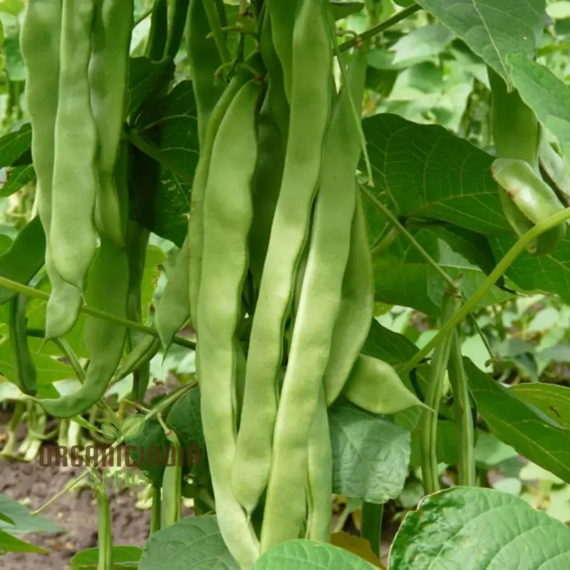 French Bean Hunter Seeds for Lush, Bountiful Gardens - Ideal for Seasoned Gardeners & Enthusiasts