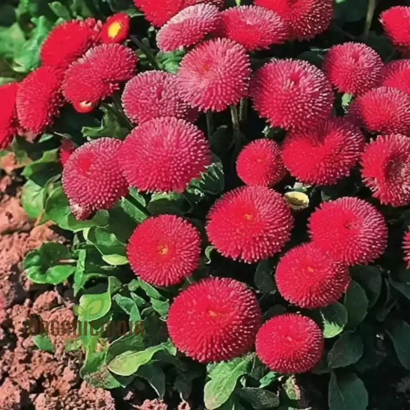 Daisy Pomponet Red Seeds – Vibrant Garden Bloom Variety