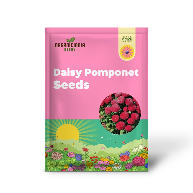 Daisy Pomponet Red Seeds – Vibrant Garden Bloom Variety