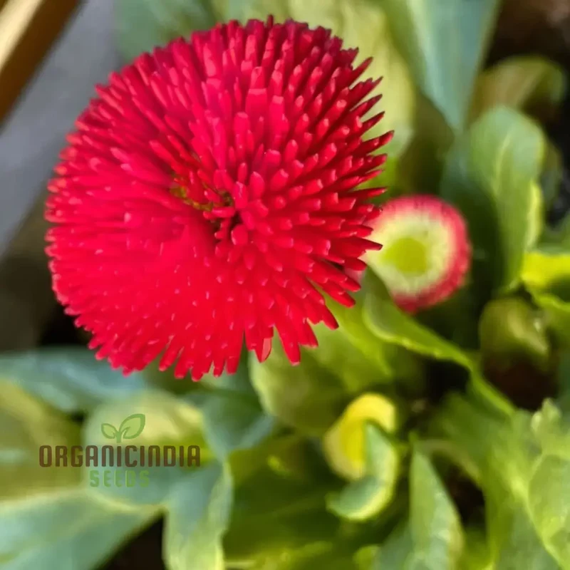 Daisy Pomponet Red Seeds – Vibrant Garden Bloom Variety