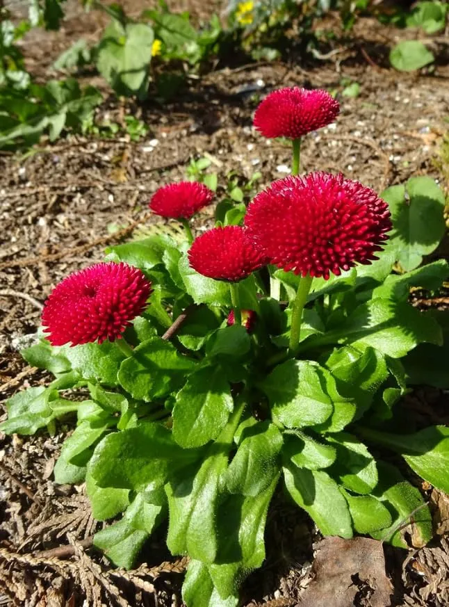 Daisy Pomponet Red Seeds – Vibrant Garden Bloom Variety