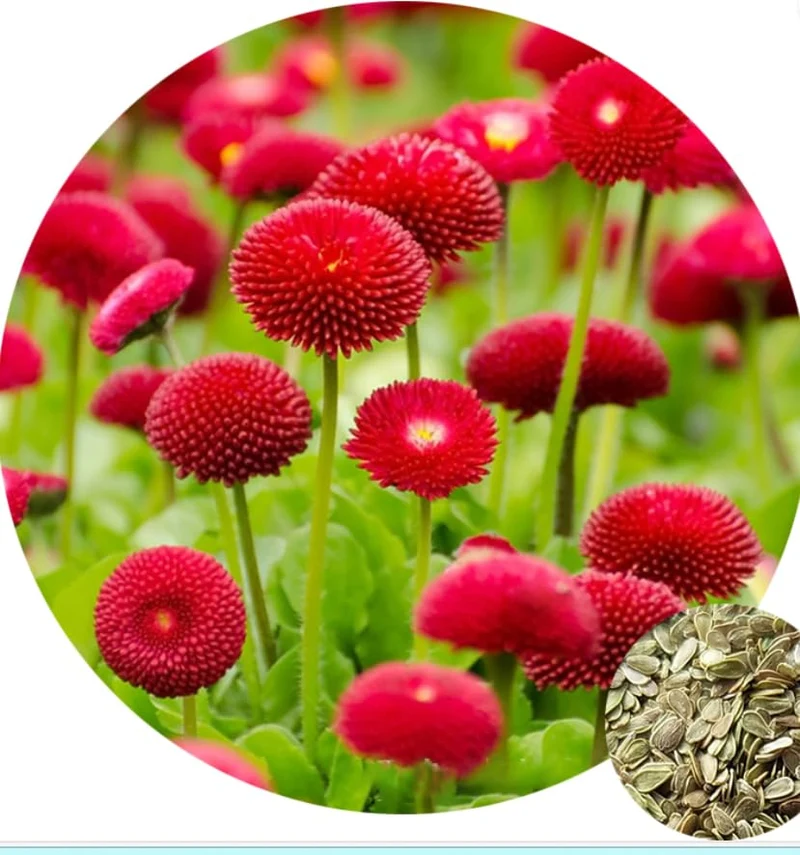 Daisy Pomponet Red Seeds – Vibrant Garden Bloom Variety