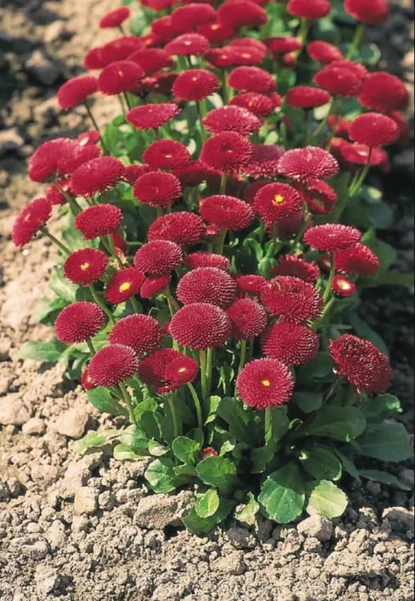 Daisy Pomponet Red Seeds – Vibrant Garden Bloom Variety