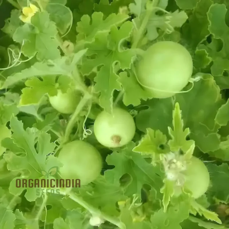 Apple Gourd Vegetable Seeds, Growing Delicious and Unique Vegetables in Your Garden