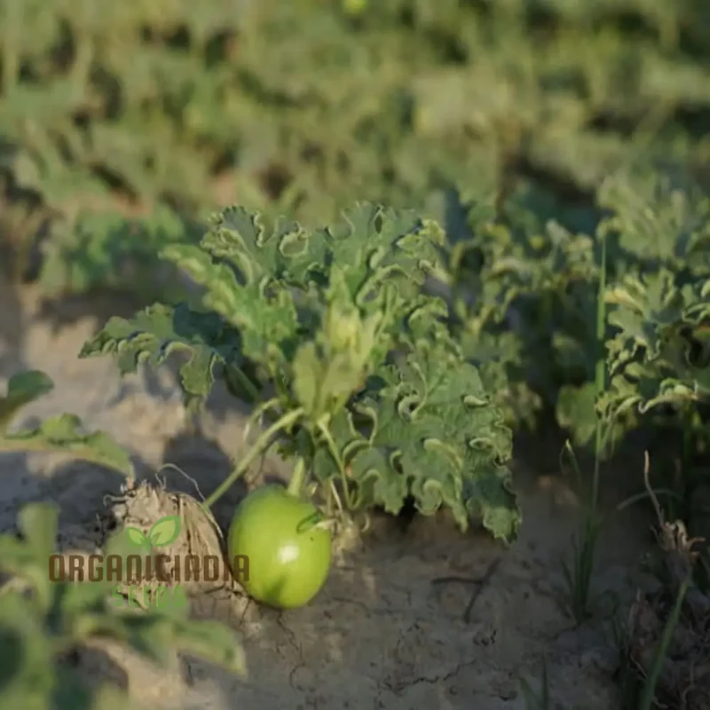 Apple Gourd Vegetable Seeds, Growing Delicious and Unique Vegetables in Your Garden