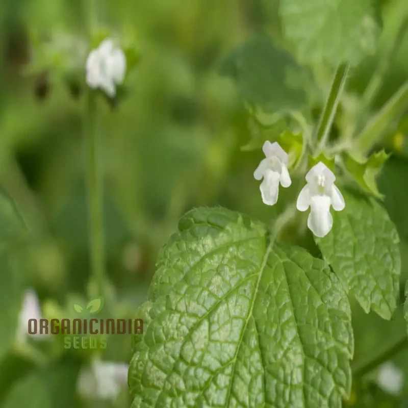 Lemon Balm Blossom Seeds - Fragrant and Flavorful Blooms for Your Garden