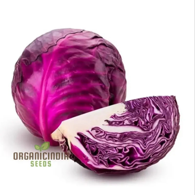 Red Cabbage Vegetable Seeds, Cultivating Vibrant and Nutrient-Rich Additions to Your Garden