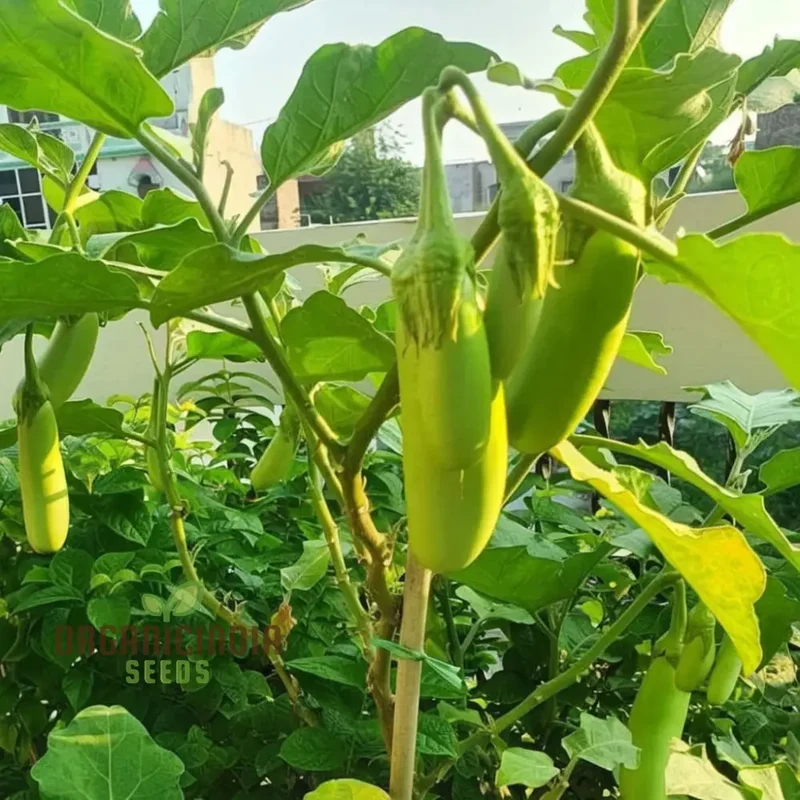 Brinjal Green Long Vegetable Seeds, Comprehensive Planting and Gardening Guide for Producing Abundant and Flavorful Harvests