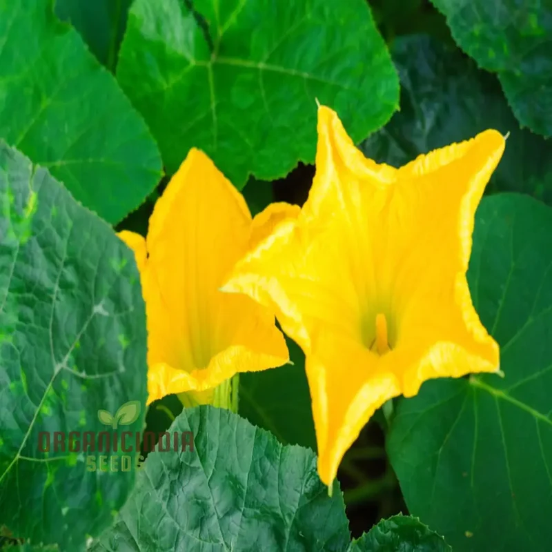 Pumpkin Blossom Seeds - Grow Beautiful and Edible Pumpkin Flowers in Your Garden