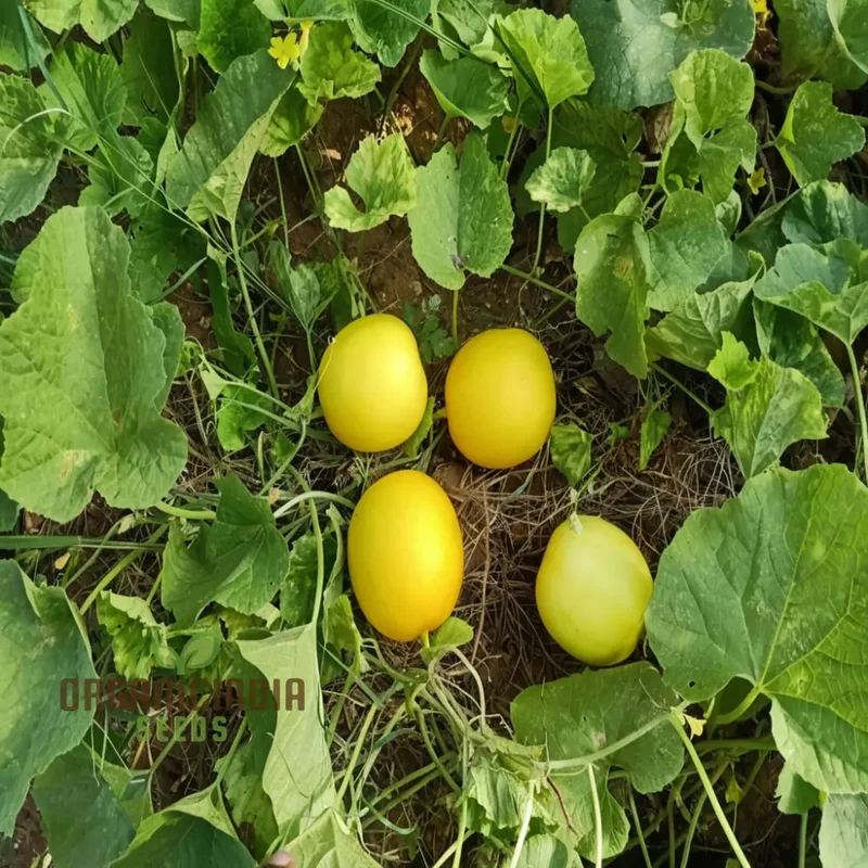 Yellow Melon (Sun Fruit) Planting Seeds, Comprehensive Planting and Gardening Guide for a Bountiful Harvest