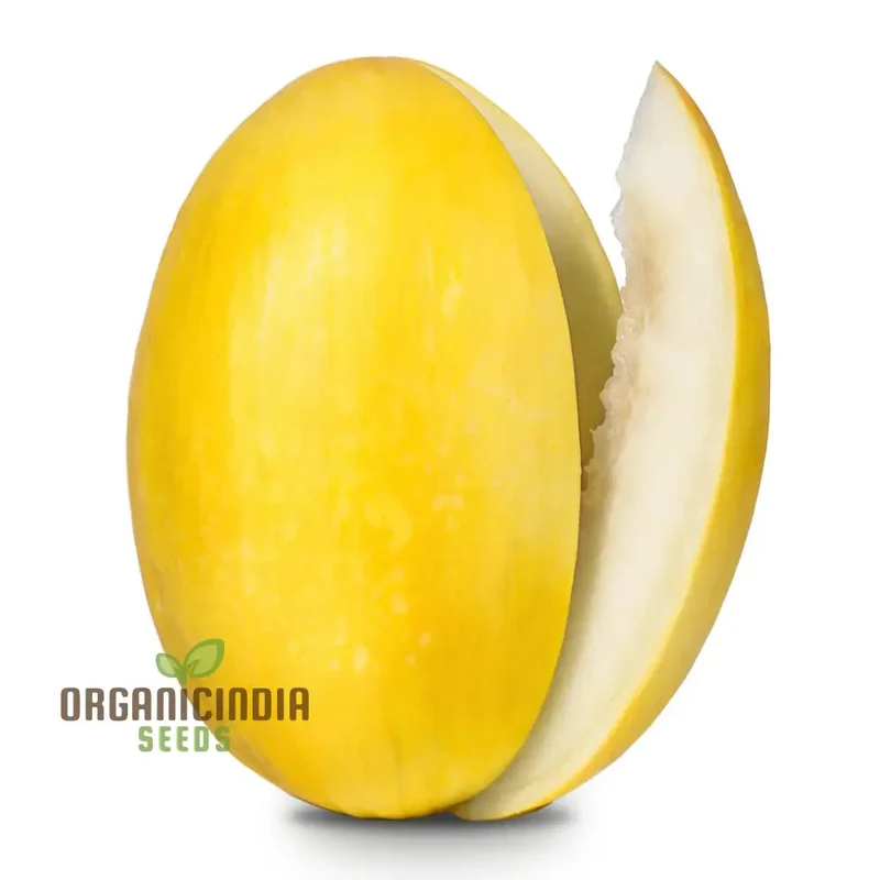 Yellow Melon (Sun Fruit) Planting Seeds, Comprehensive Planting and Gardening Guide for a Bountiful Harvest