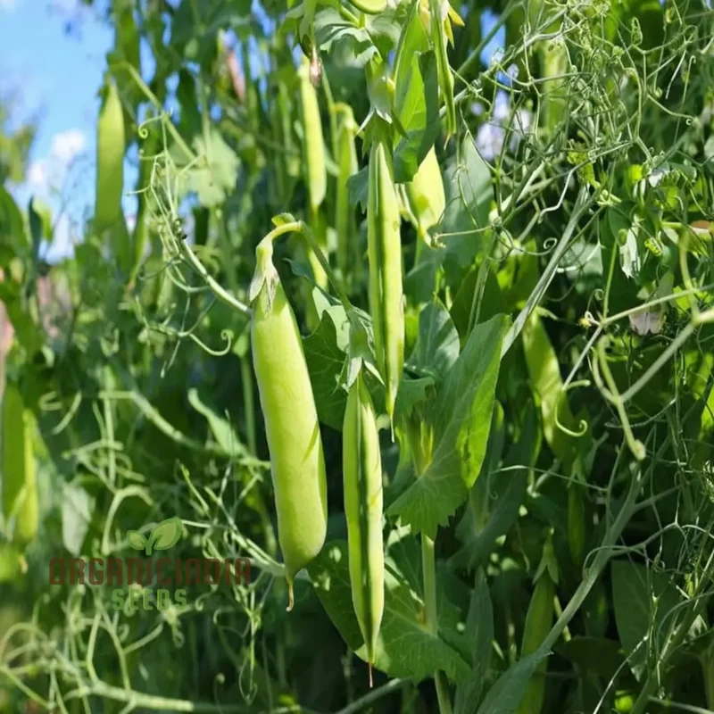 Pea Sugar Snap Lusaka Seeds, Sweet & Crunchy Vegetable Seeds for Home Gardening, Easy to Grow