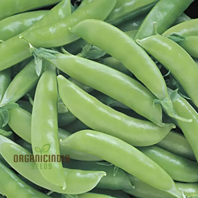 Pea Sugar Snap Lusaka Seeds, Sweet & Crunchy Vegetable Seeds for Home Gardening, Easy to Grow