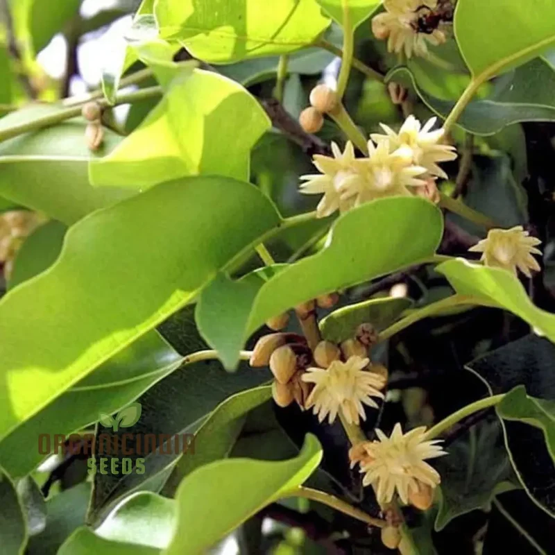 Mimusops Elengi Tree Seeds, Comprehensive Planting and Gardening Guide for Lush, Fragrant Trees