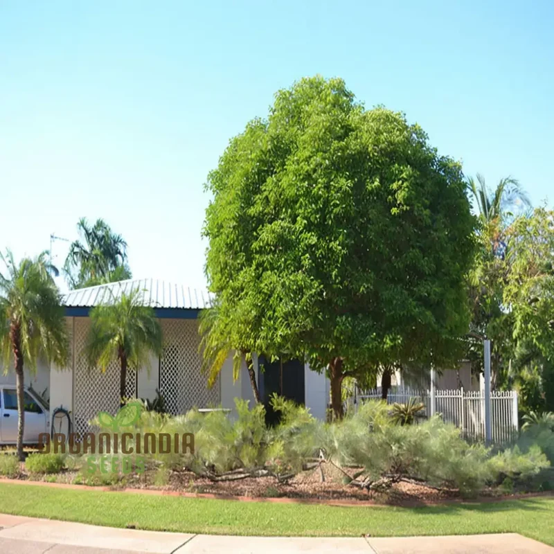 Mimusops Elengi Tree Seeds, Comprehensive Planting and Gardening Guide for Lush, Fragrant Trees