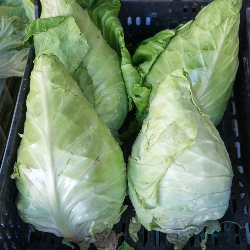 Chou pointu ‘Caraflex Y.R. F1’ bio ( Brassica oleracea )