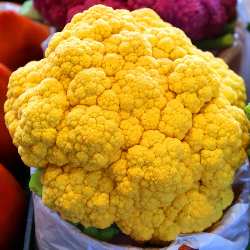 Chou-fleur ‘Cheddar Orange F1’ ( Brassica oleracea )