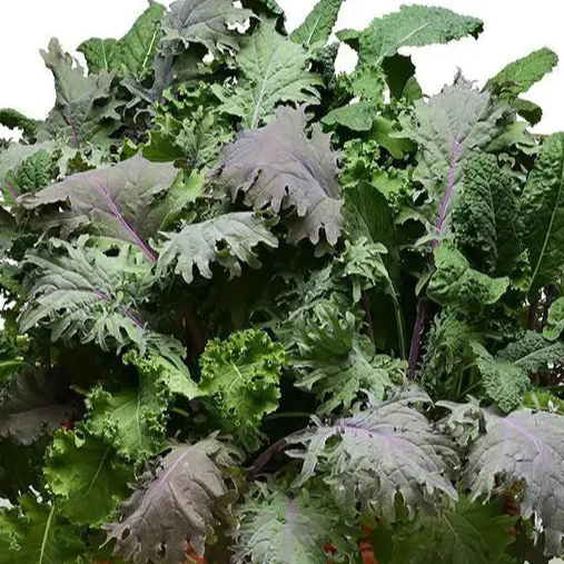 Chou frisé mélange ‘SimplySalad Storm’ ( Brassica oleracea )