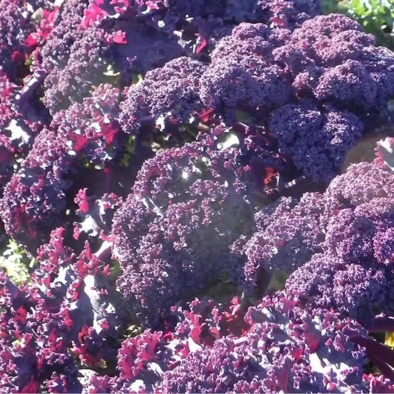 Chou frisé ‘Redbor’ F1 ( Brassica oleracea )