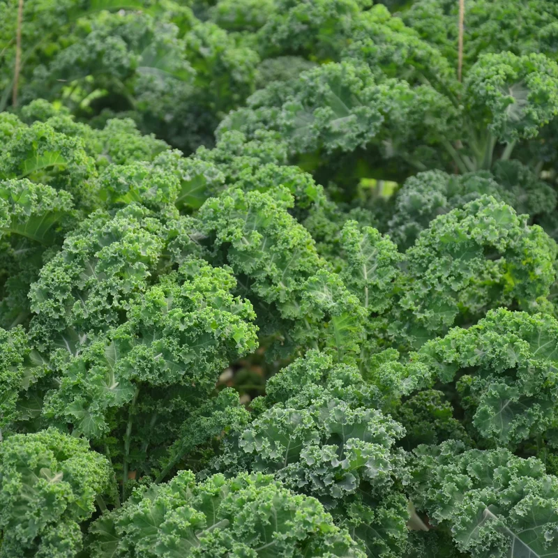 Chou frisé ‘Starbor’ F1 ( Brassica oleracea )
