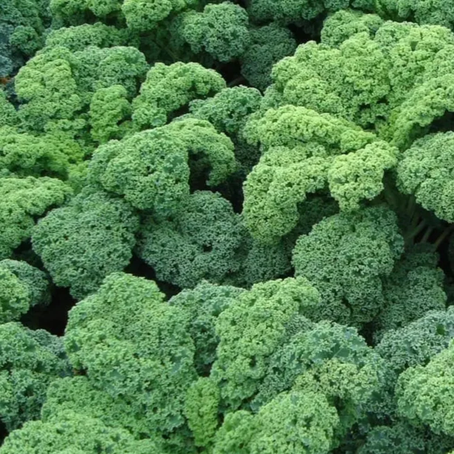 Chou frisé ‘Darkibor’ F1 ( Brassica oleracea )