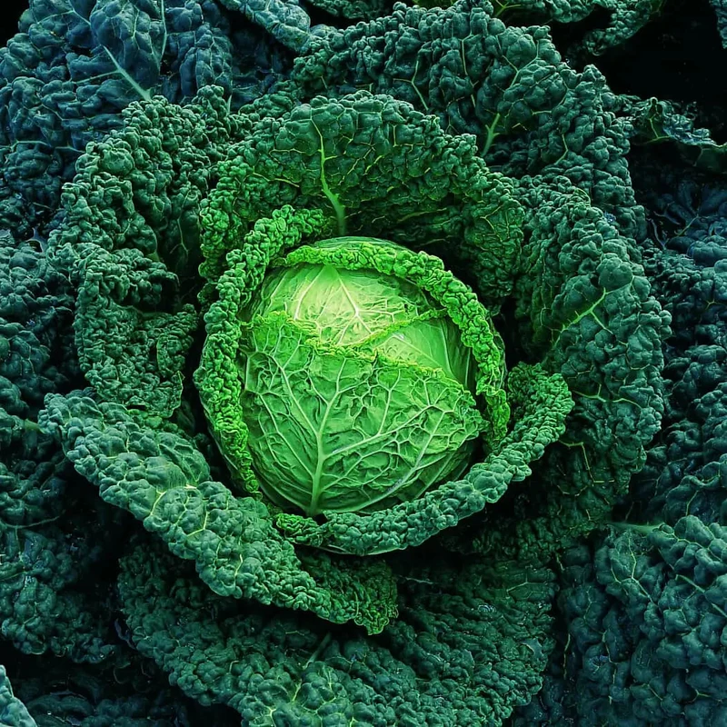 Chou ‘Melissa Y.R.’ F1 ( Brassica oleracea )