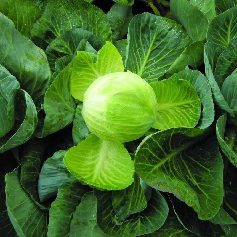 Chou d‘hiver ’Reaction Y.R. F1' bio ( Brassica oleracea )