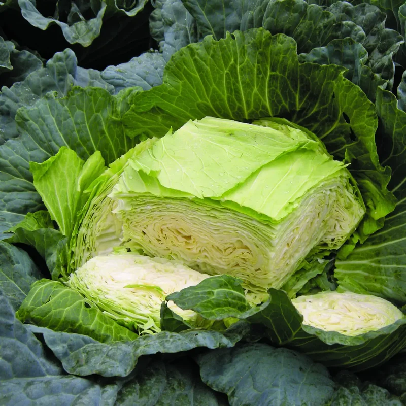 Chou plat ‘Gunma Y.R. F1’ ( Brassica oleracea )
