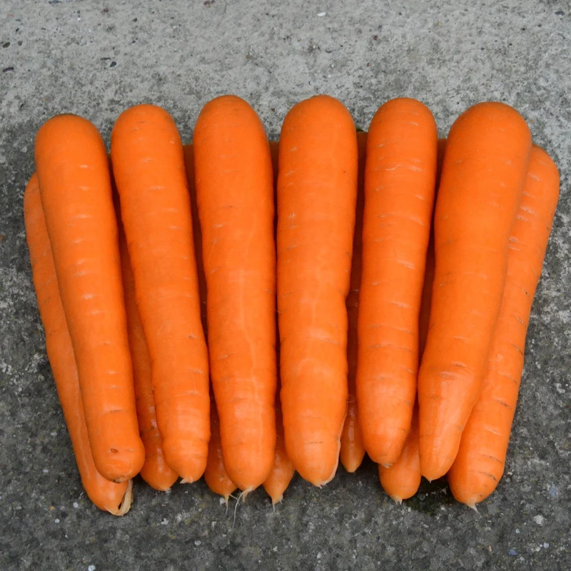 Carotte ‘Nantaise améliorée’ ( Daucus carota )