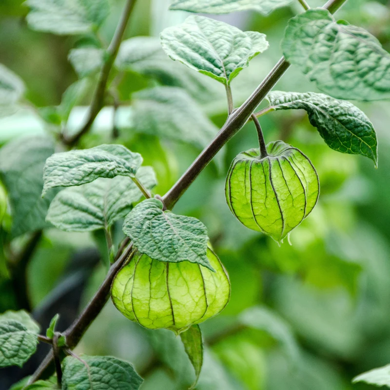 Cerise de terre ‘Little Lantern’ ( Physalis pruinosa )