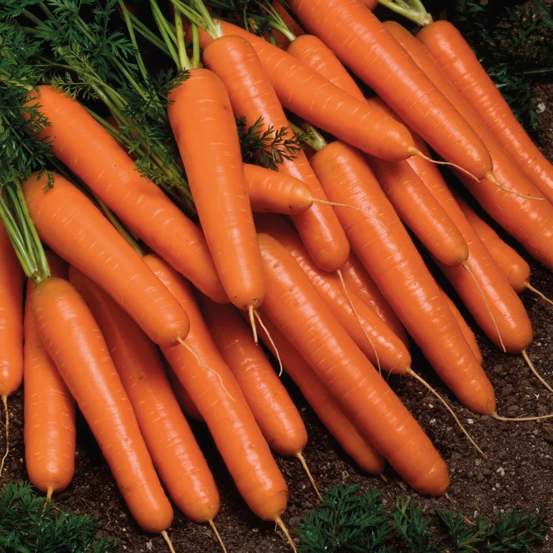 Carotte ‘Yaya’ F1 ( Daucus carota )