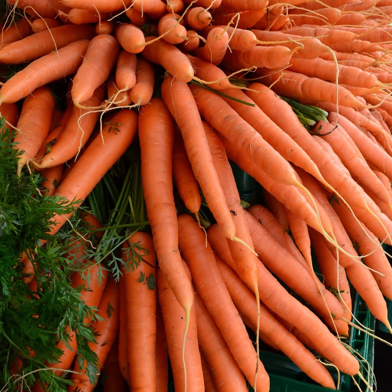 Carotte ‘Naval’ F1 ( Daucus carota )