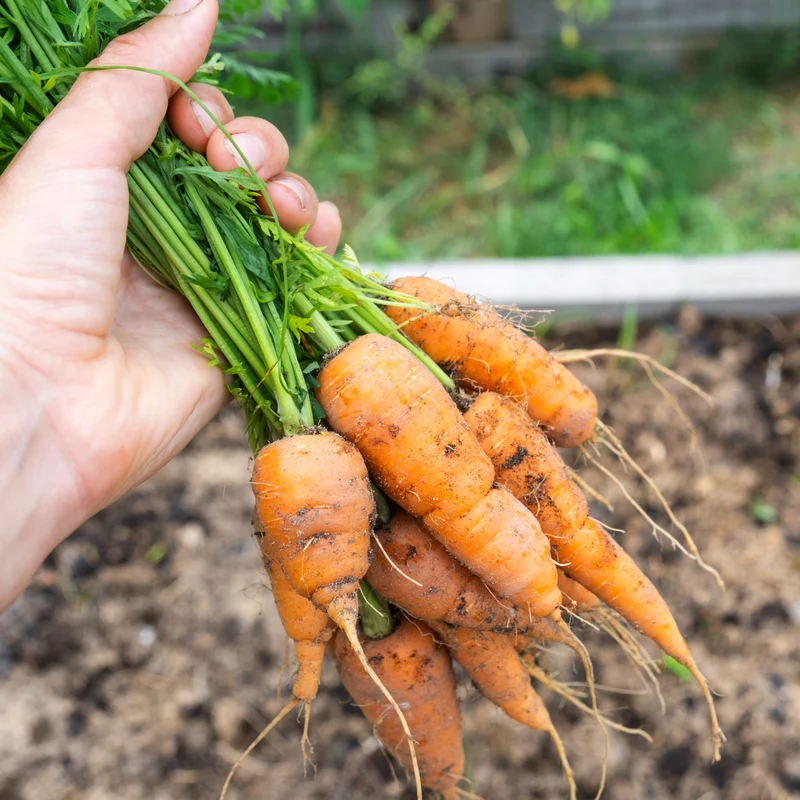Carotte ‘Caracas’ F1 ( Daucus carota )