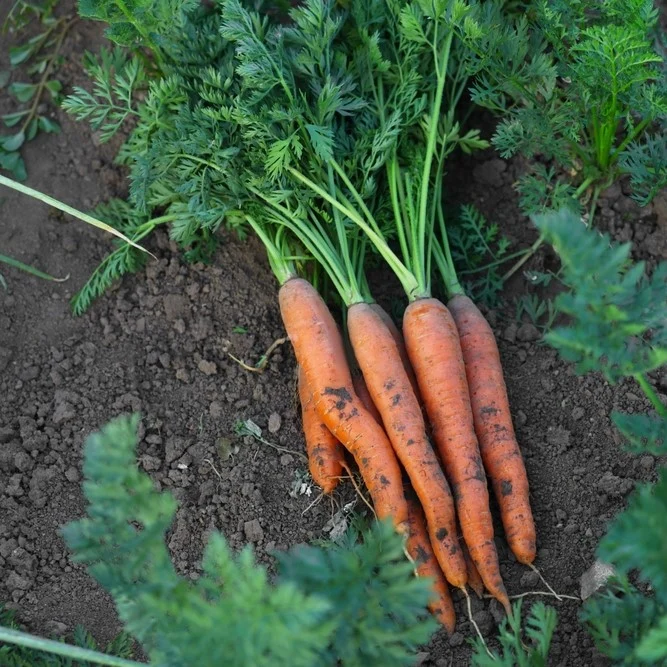 Carotte ‘Cellobunch’ F1 ( Daucus carota )