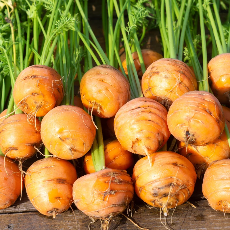 Carotte Atlas Ronde ( Daucus carota )