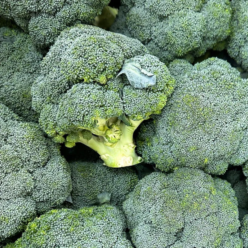 Brocoli ‘Diplomat’ F1 ( Brassica oleracea var. italica )