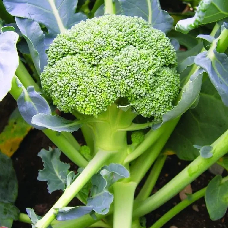 Brocoli ‘BR 18’ F1 ( Brassica oleracea var. italica )